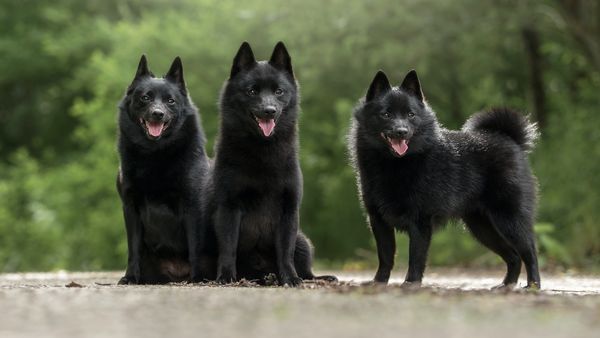 Find Schipperke puppies for sale