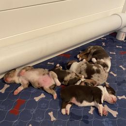 Miniature Australian Shepherd and Toy Australian Shepherd Puppies from Bar IV Aussies