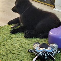 Belgian Sheepdog Puppies from Kimberly Perry