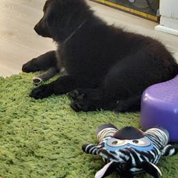 Belgian Sheepdog Puppies from Kimberly Perry