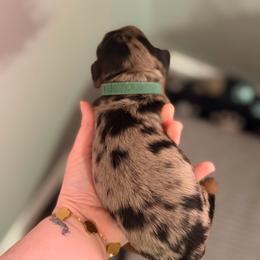 Anakin - Dapple male Dachshund puppy in Joplin, Missouri from Precious Paws