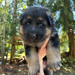 Blue Brave Heart - Black and tan male German Shepherd puppy in Bonney Lake, Washington from German Shepherds Von Washington
