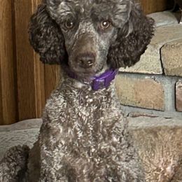 Goldendoodles from Campfire mini doodles and poodles