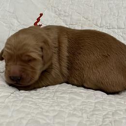Girl 4 - Dark golden female Golden Retriever puppy in Centerburg, Ohio from Future Hope Goldens