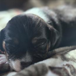 Dolly - Black tan and white female Beagle puppy in Salina, Kansas from Peace Love frenchies