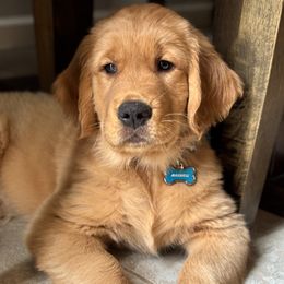 Golden Retriever Puppies from Haven of Hope Golden Retrievers