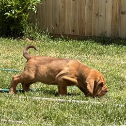 Demi - Red female Bloodhound puppy in Inman, Nebraska from Sandhill Hounds of Nebraska