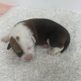 Rodeo - Red male Pembroke Welsh Corgi puppy in Hillsville, Virginia from Bonderosa Kennels