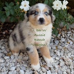 Vaughn - Blue merle male Miniature Australian Shepherd puppy in Midway, Texas from L Bar W Aussie Ranch