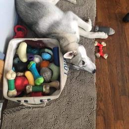 Siberian Husky Puppies from Collusion Siberian’s