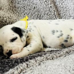 Girl 3 - White and black female Dalmatian puppy in Westhoff, Texas from Smart Dalmatians