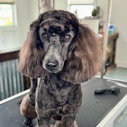 Poodle All Grown Up from Boon Hill Poodles