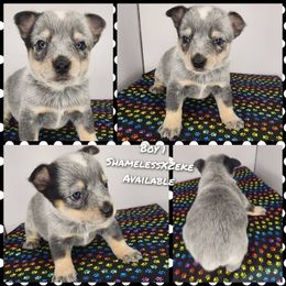 Boy 1 - Blue male Australian Cattle Dog puppy in Bradford, Arkansas from Cedar Rock Heelers and Kelpies