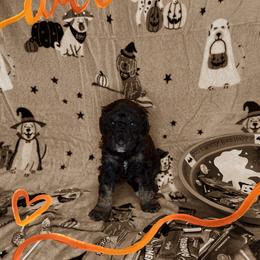 Girl 2 - Tri-color female Bernedoodle puppy in Paradise, Texas from Diamond Z Poodles & Doodles