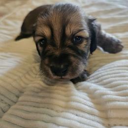 Girl 1 - Black and cream female Dachshund puppy in Lebanon, Oregon from Willow Moons Dachshunds