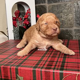 Goldendoodle Puppies from S_and_b_doodles