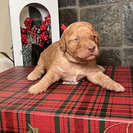 Goldendoodle Puppies from S_and_b_doodles