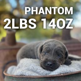 Phantom - Charcoal male Dilute Retriever puppy in Puyallup, Washington from 12 Door Farm Labradors