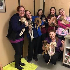 Saluki Puppies from Kushiel Salukis