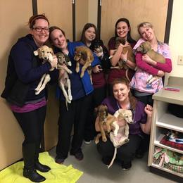 Saluki Puppies from Kushiel Salukis
