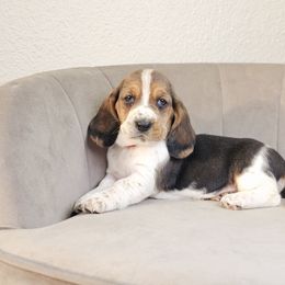 Red Collar 'Willow' - Black brown and white female Basset Hound puppy in Valley, Washington from Peaceful Valley Paws