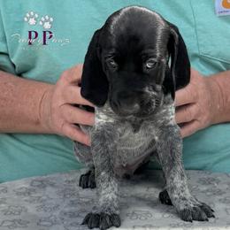 Poblano - Black and white male German Shorthaired Pointer puppy in Columbus, Nebraska from Prancy Pawz