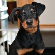 Boy 3 - Beauceron puppy from Shepherd's Heart Beaucerons