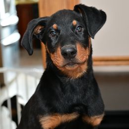 Boy 3 - Beauceron puppy from Shepherd's Heart Beaucerons