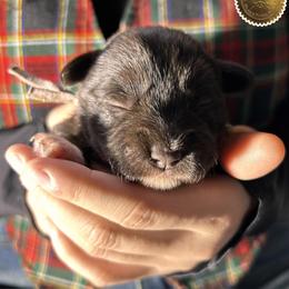 Bridget - Liver female Miniature Schnauzer puppy in Frankford, Delaware from Miniature Schnauzers of Delmarva