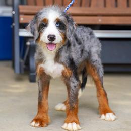 Josh (socialization program grad) - Merle male Bernedoodle puppy in Dundee, Ohio from Down Home Doodle