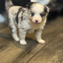 Praline - Merle female Pomsky puppy in Sturgis, Kentucky from Furever Pomskies