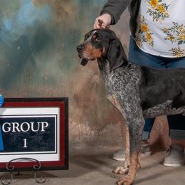 Bluetick Coonhounds from Broadway Oak Kennels