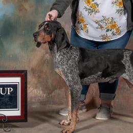 Bluetick Coonhounds from Broadway Oak Kennels