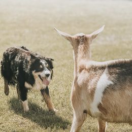 Bullseye - Working Stockdog - Tri-color male Border Collie puppy in Danville, Kentucky from 3-Ring Farms