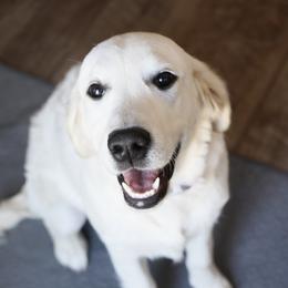 Violet - Golden Retriever