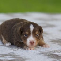 Pop - Red tri-color female Miniature American Shepherd puppy in Stephenville, Texas from Diamond H Aussies