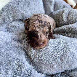 Goofy - Merle male Goldendoodle puppy in Taylorsville, Georgia from Sweet Southern Doodles