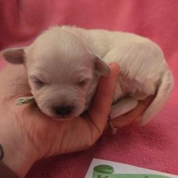 4 Mint - White female Maltipoo puppy in Sahuarita, Arizona from Cowgirl's Legacy Maltipoos