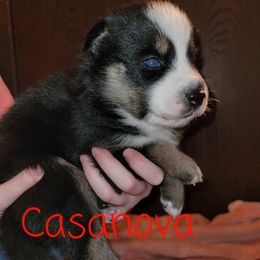 Pomsky Puppies from Paw-lenty of Pomskies