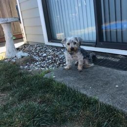 Assorted Doodle Crosses, Double Doodle, Maltipoo, Morkie, and Yorkipoo Puppies from Danza Bolo