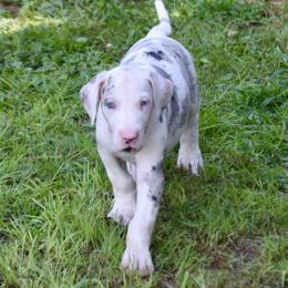 Harlequin Merle - Merlequin female Great Dane puppy in Golconda, Illinois from Breken Great Danes