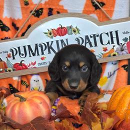 Charlie - Black and tan male Dachshund puppy in Bay Springs, Mississippi from JV'S Little Legends Dashounds