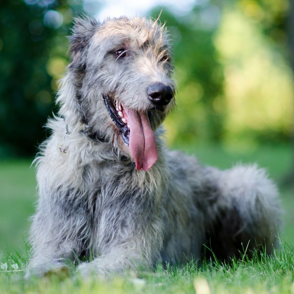 Irish Wolfhound