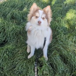Pomsky Puppies from Tony Hwang