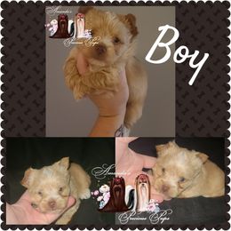 Boy 1 - Yorkshire Terrier puppy in Wartburg, Tennessee from Amanda's Precious Pups