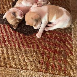 Chihuahua, Pomeranian, and Yorkshire Terrier Puppies from Pampered Pups Kennel