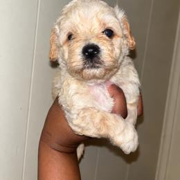 Pooh 2000 - Apricot male Yorkipoo puppy in Gastonia, North Carolina from Banks Dynasty Kennel