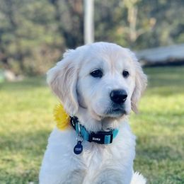 Golden Retriever Puppies from Huckaby’s English Golden Retrievers