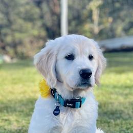 Golden Retriever Puppies from Huckaby’s English Golden Retrievers