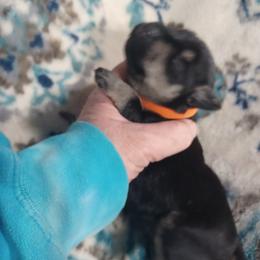 Lily's Lucey - Black and silver female Miniature Schnauzer puppy in Ogema, Minnesota from Belinda Donley's Miniature Schnauzer